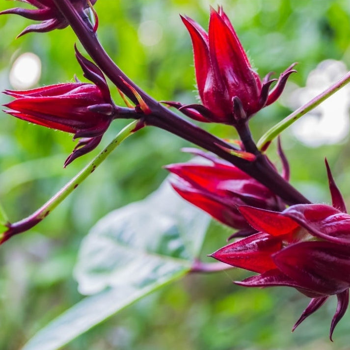 1818 Farms Herbal Liberty Tea Garden Plant Collection Flowers 1818 Farms