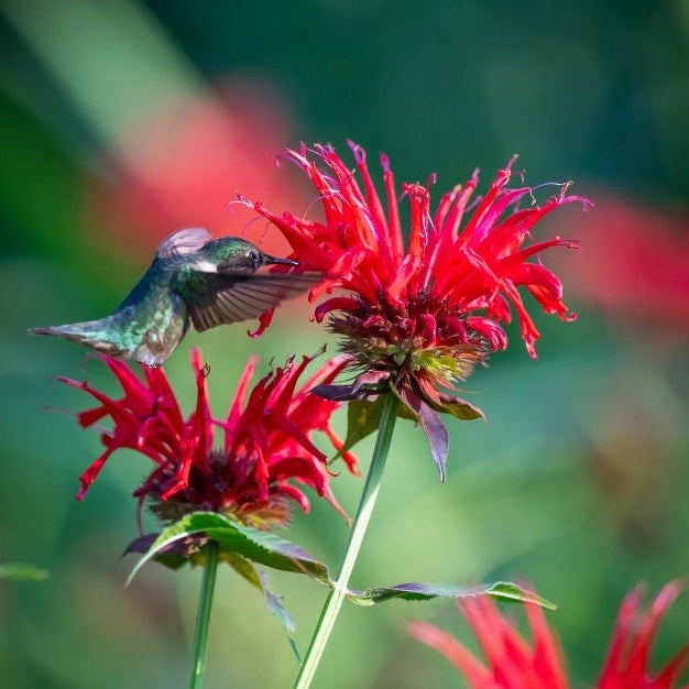 1818 Farms Herbal Liberty Tea Garden Plant Collection Flowers 1818 Farms