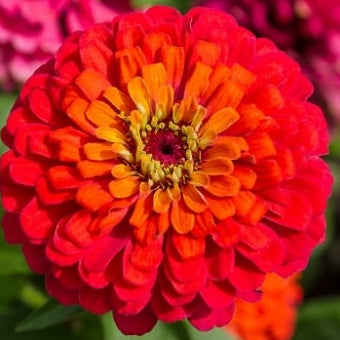 1818 Farms Patriot Garden Plant Collection Flowers 1818 Farms