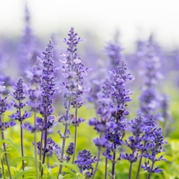 1818 Farms Patriot Garden Plant Collection Flowers 1818 Farms