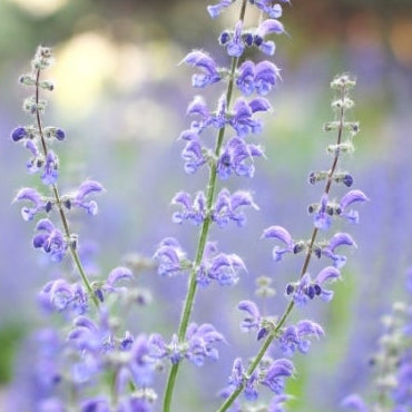 1818 Farms Patriot Garden Plant Collection Flowers 1818 Farms