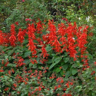 1818 Farms Patriot Garden Plant Collection Flowers 1818 Farms