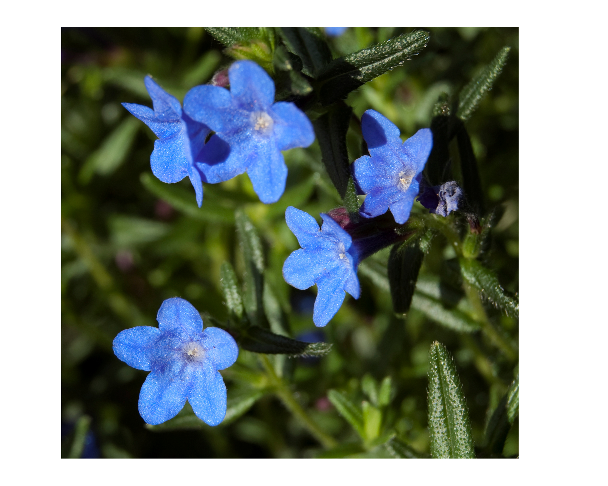 1818 Farms Pollinator Garden Plant Collection Flowers 1818 Farms