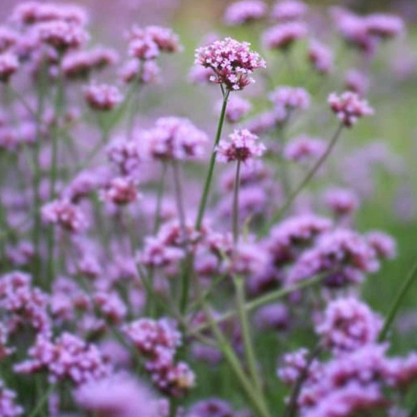 1818 Farms "Grow Your Own" Curated Cut Flower Garden Collection Flowers 1818 Farms