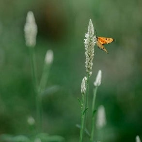 1818 Farms Patriot Garden Plant Collection Flowers 1818 Farms