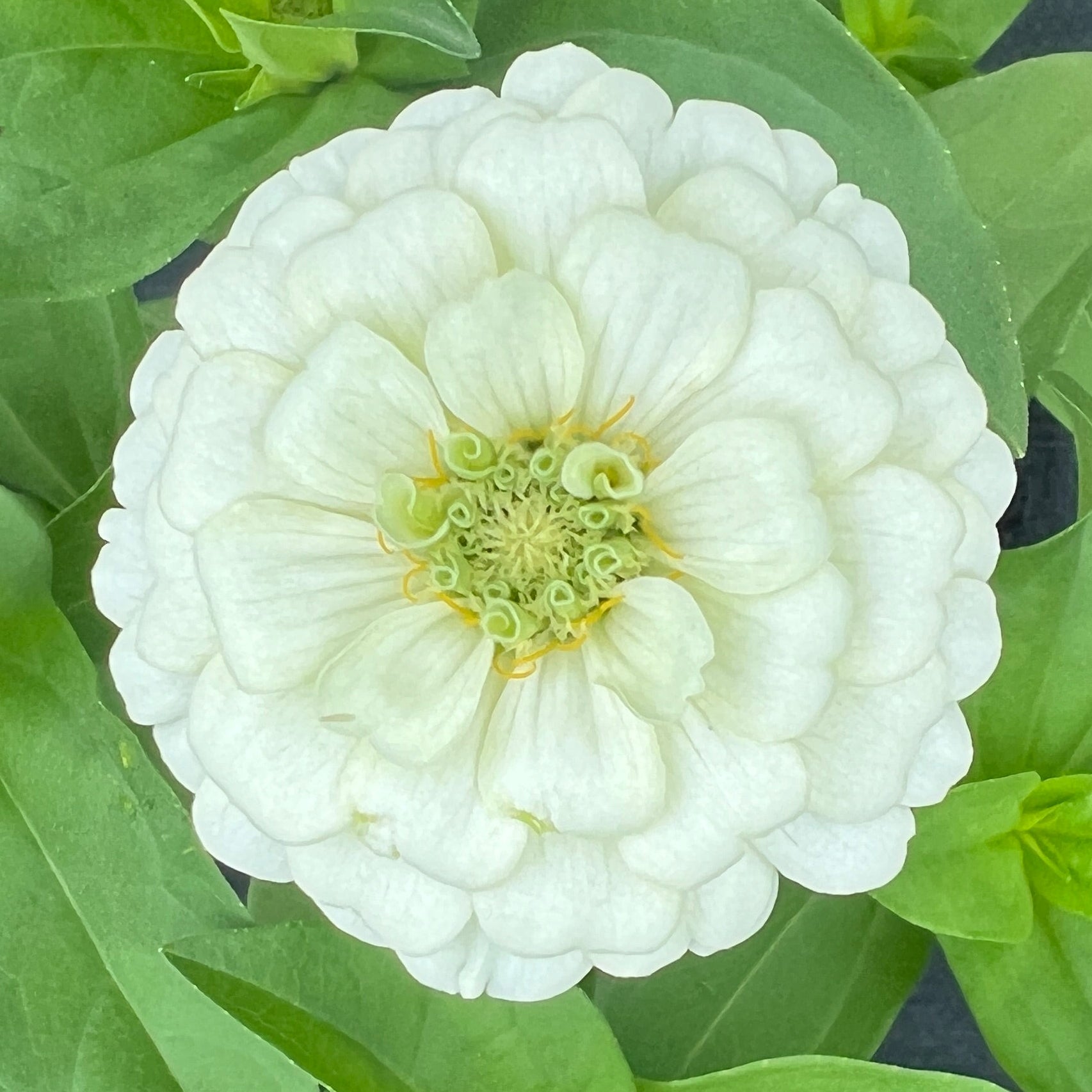 1818 Farms Patriot Garden Plant Collection