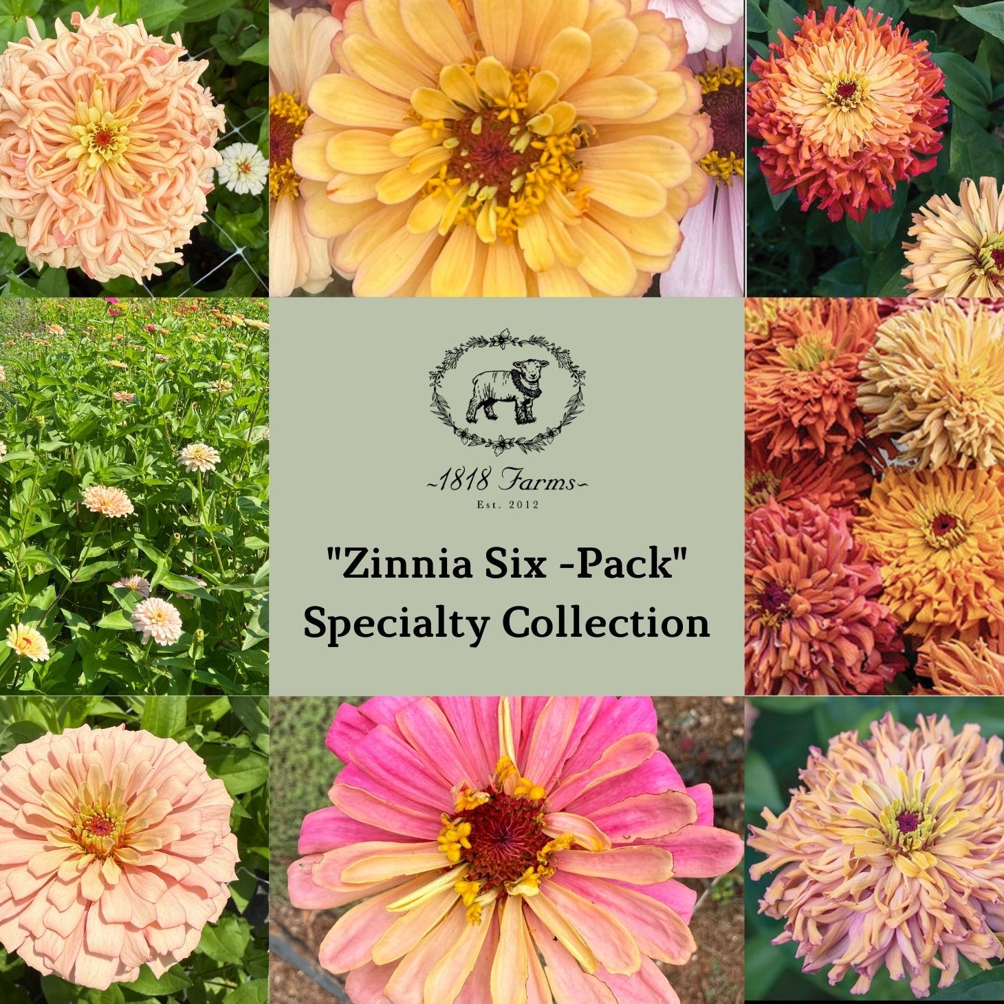 1818 Farms Specialty Zinnia Six Pack Flowers 1818 Farms