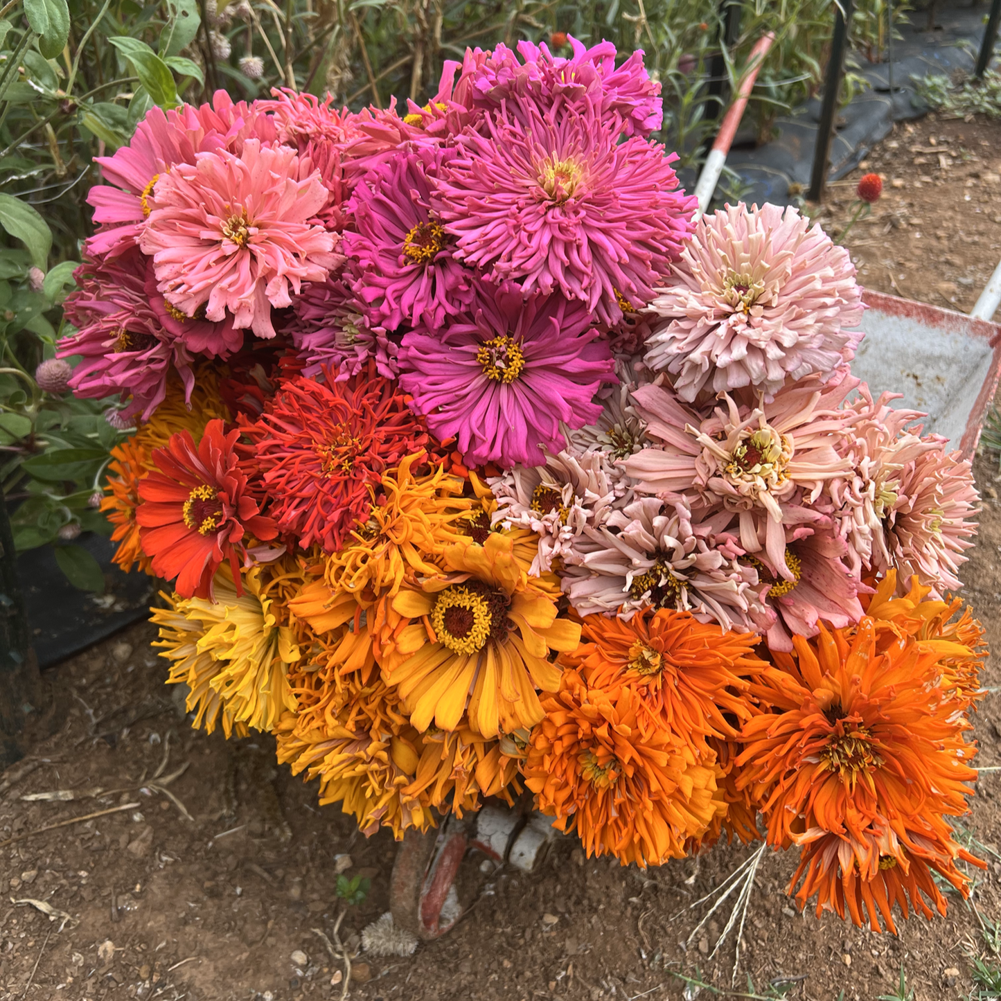 1818 Farms Pollinator Garden Plant Collection