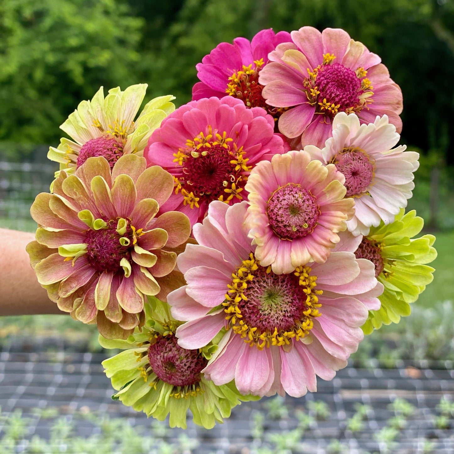 1818 Farms "Grow Your Own" Curated Cut Flower Garden Collection