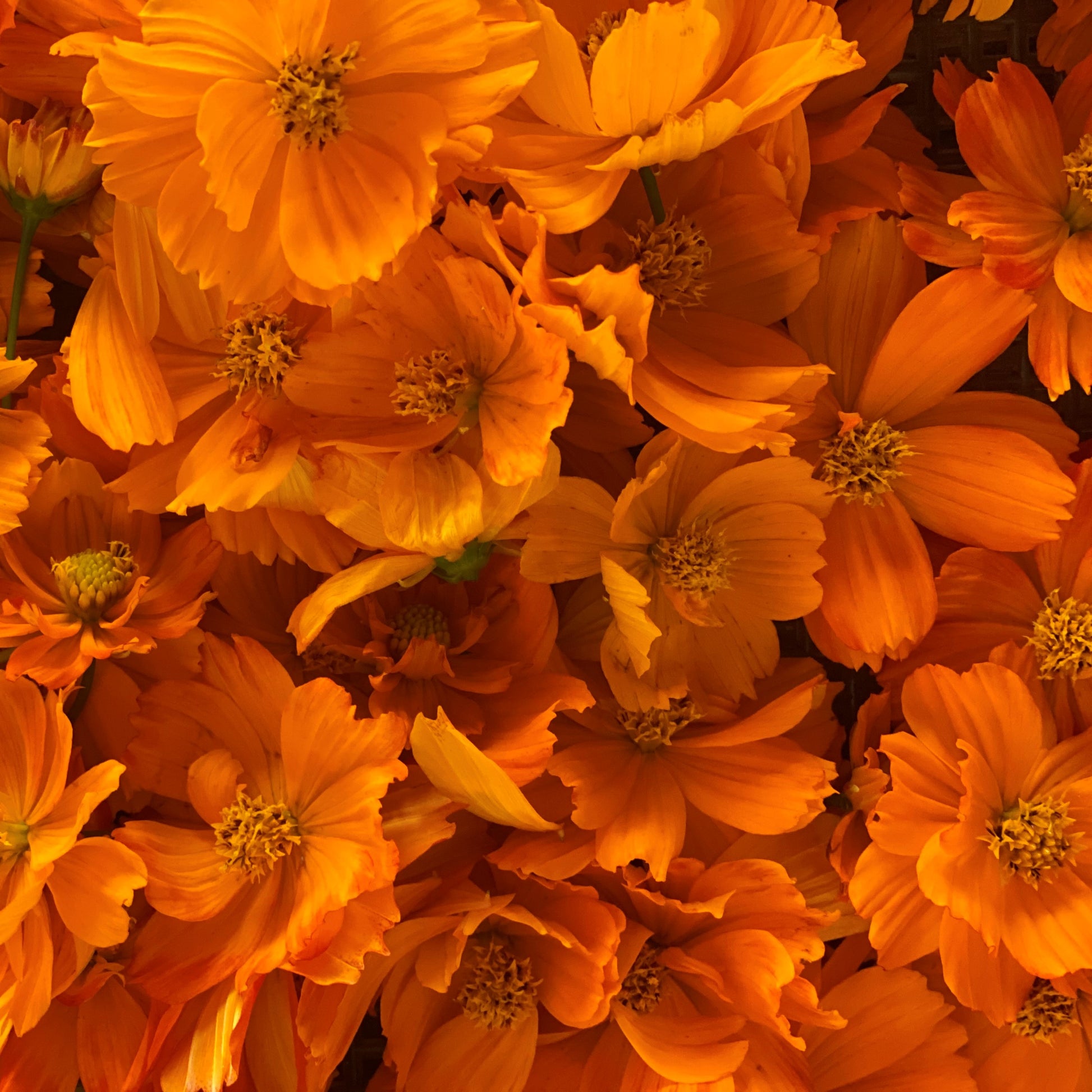 orange cosmos flower seeds Sulphur Cosmos Seeds from 1818 Farms