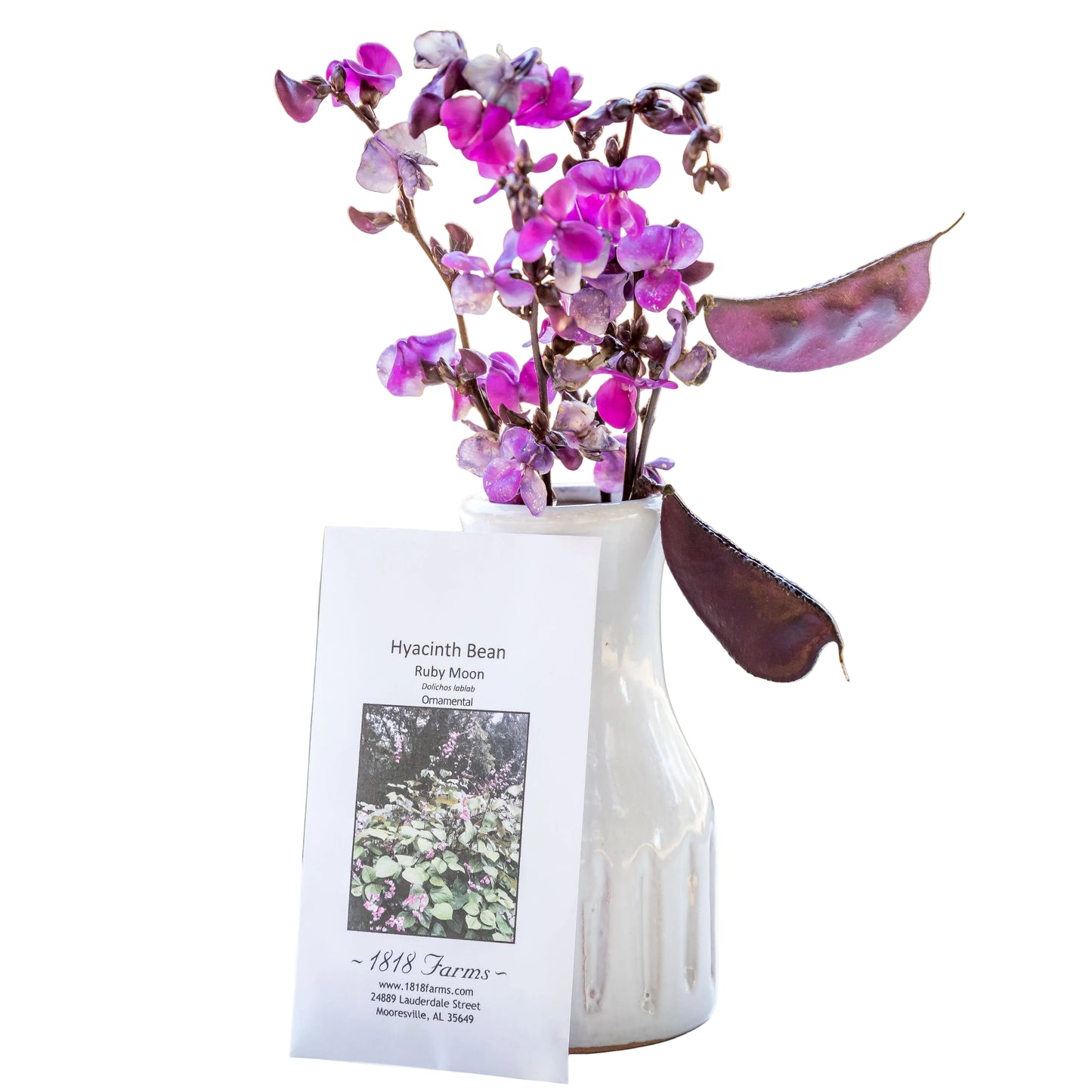 planting hyacinth bean seeds Hyacinth Bean Seeds from 1818 Farms