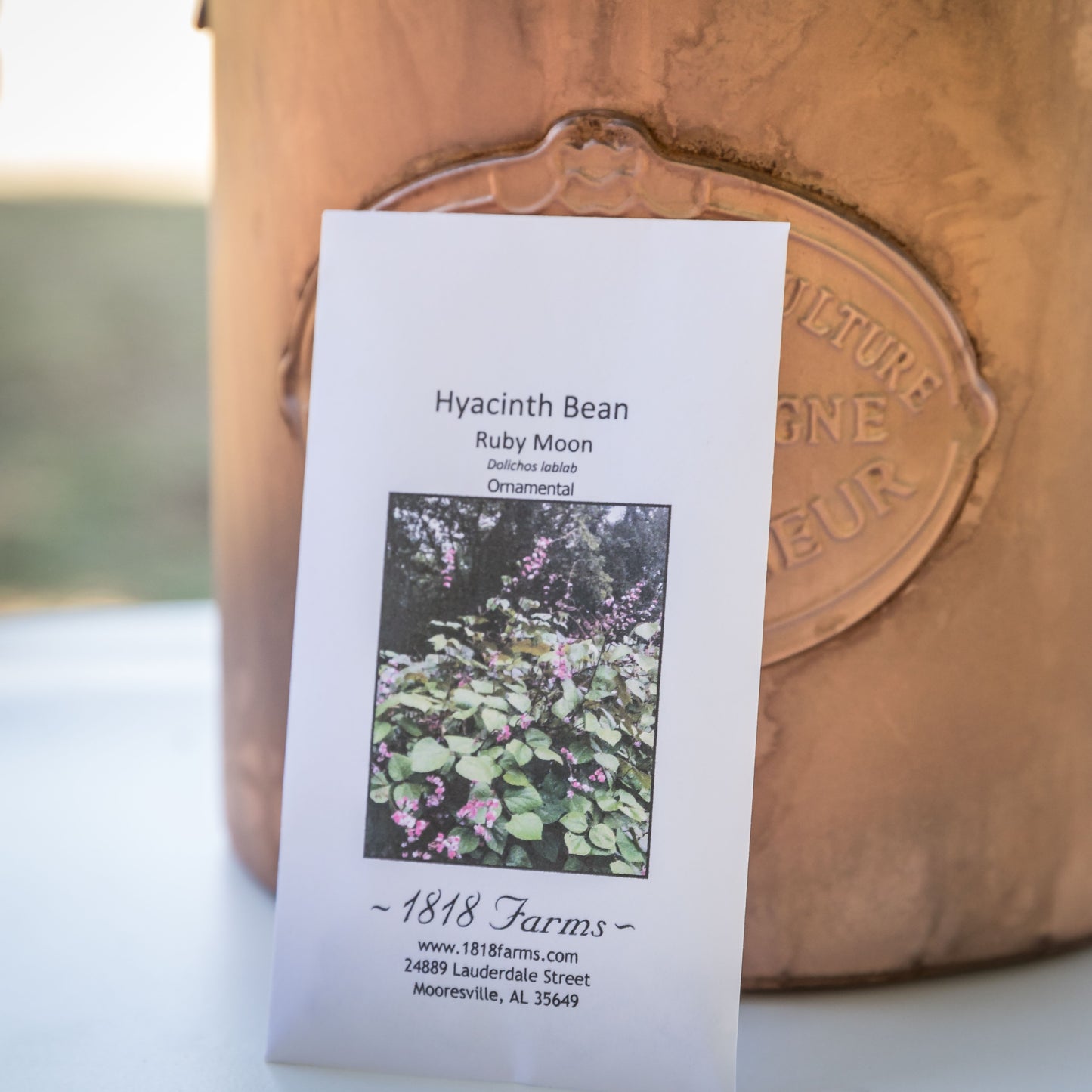 Hyacinth Bean Seeds Seeds 1818 Farms   