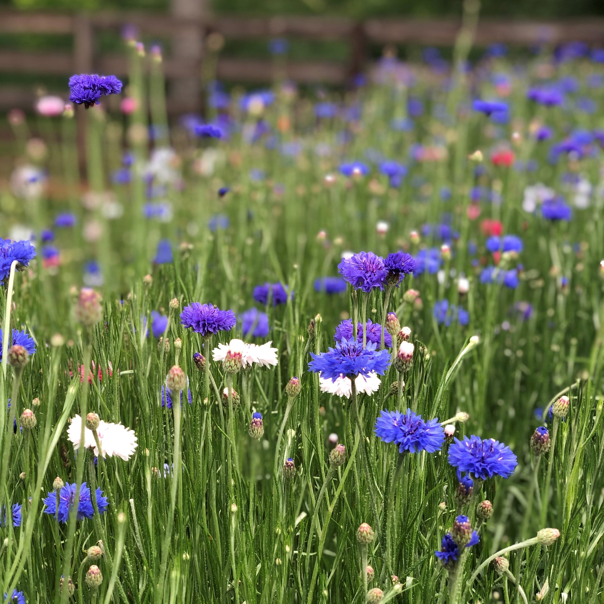 planting bachelor button seeds Bachelor Buttons Seeds from 1818 Farms