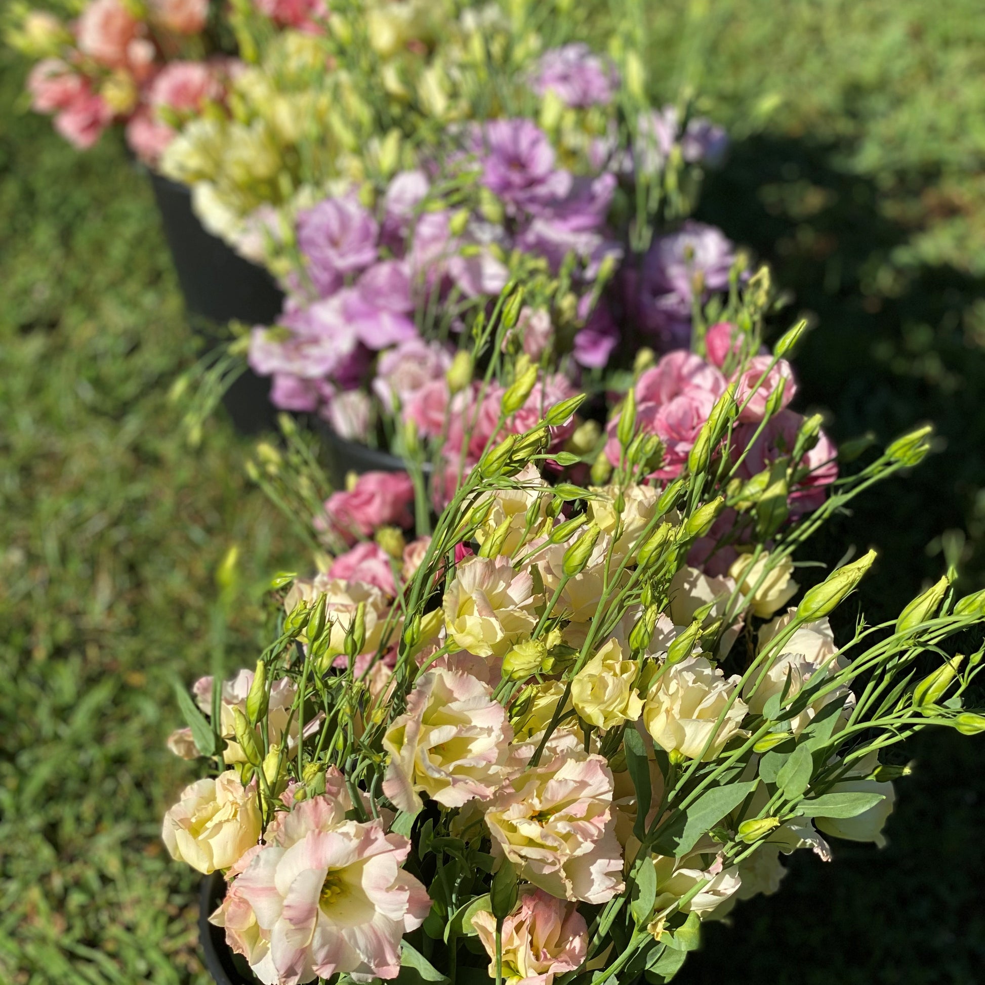 Bouquet of the Day Flowers 1818 Farms   