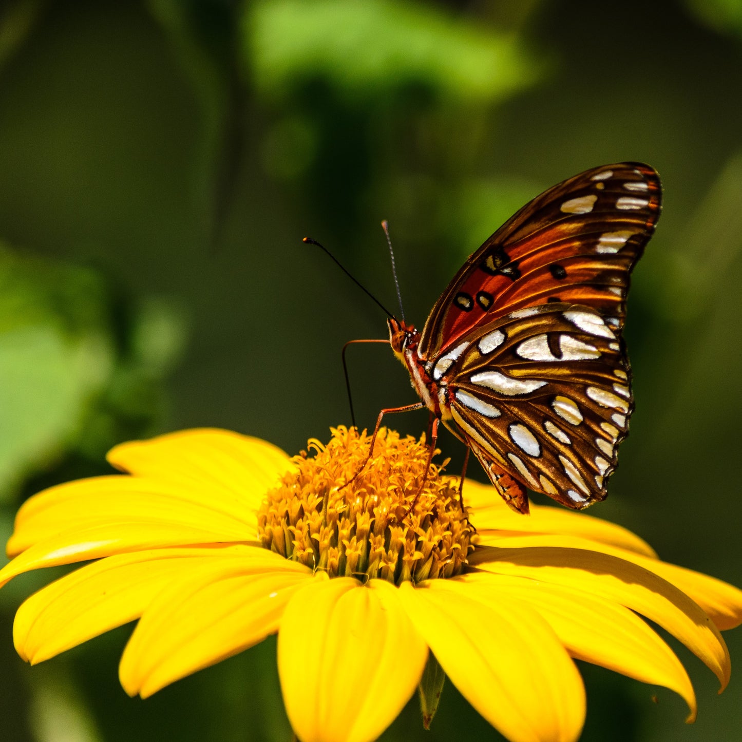 Summer Open Farm & Luffa Day! - June 20th Classes & Events 1818 Farms